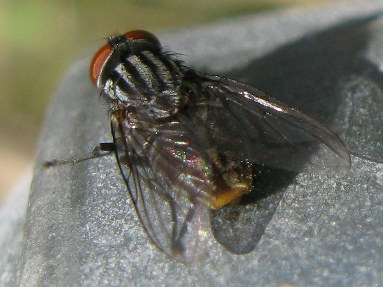 Synthesiomyia nudiseta (Muscidae).